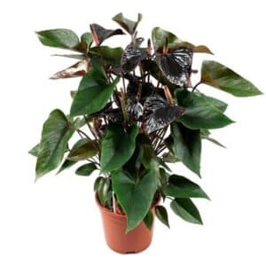Anthurium Andreanum Black Beauty in Pot 17cm