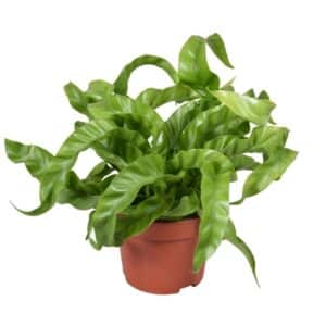 Asplenium Antiquum Hurricane in Pot 12cm