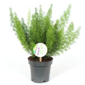 Asparagus Densiflorus 'Myers' in Pot 12cm