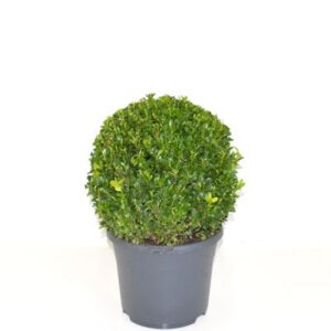 Buxus Sempervirens Ball in Pot 23cm
