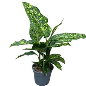 Dieffenbachia 'Spotty' in Pot 17cm