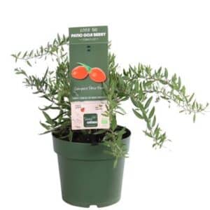 Lycium barbarum 'Little Goji' in Pot 23cm