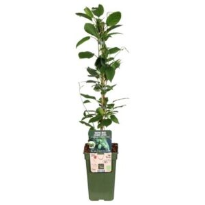 Kiwiberry 'Issai' (Self-Fertile) in Pot 19cm