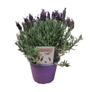 Lavandula Stoechas Lamorosia Purple in Pot 14cm