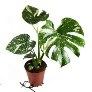 Monstera Deliciosa Thai Constellation in Pot 14cm