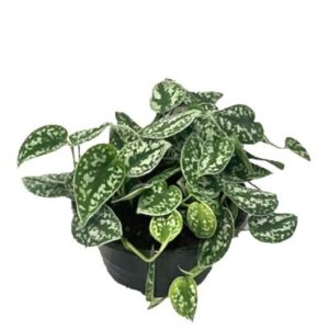 Scindapsus Pictus 'Argyraeus' in Pot 23cm