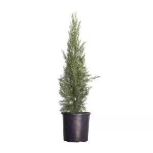 Cupressus Sempervirens Totem in Pot 24cm H100cm