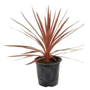 Cordyline Red Star in Pot 19cm