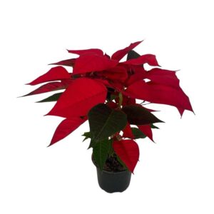 Poinsettia in Pot 11cm Rossa