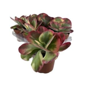 Kalanchoe Thyrsiflora Variegata in Pot 13cm