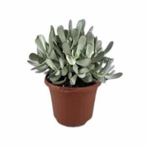 Cotyledon Silver Peak in Pot 17cm