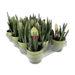 Senecio Stapelliformis in Pot 8.5cm