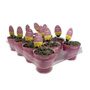 Lithops Lesleii in Pot 8.5cm