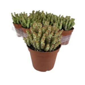 Crassula Marnieriana in Pot 13cm