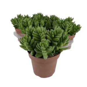 Crassula Benjamin in Pot 13cm
