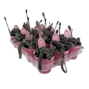 Senecio Pendulo in Pot 8.5cm