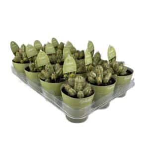 Euphorbia Aggregata Variegata in Pot 8.5cm