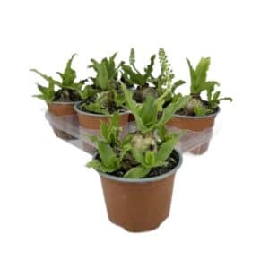 Scilla Marittima in Pot 13cm