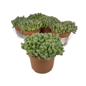 Fenestraria Aurantiaca in Pot 13cm