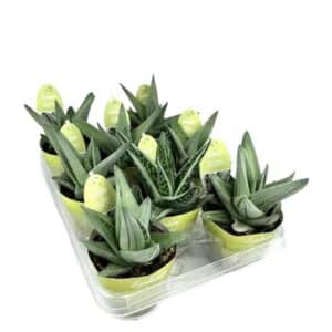 Gasteria Green Ice in Pot 1035cm