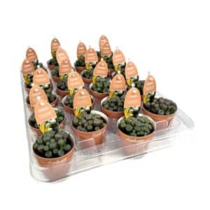 Fenestraria Aurantiaca in Pot 5.5cm