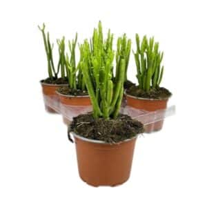 Euphorbia Leucodendron in Pot 13cm