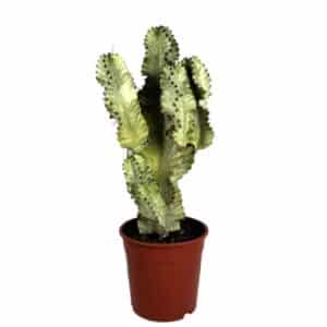 Euphorbia Ingens Marmorata in Pot 21cm