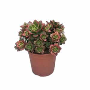Aeonium Decorum Tricolor in Pot 17cm