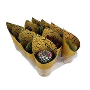 Cactus Mix with Script Cover in Pot 8.5cm