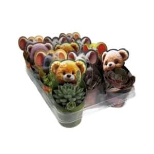 Succulent with Bear or Mouse Cover in Pot 8cm