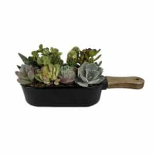 Cactus Arrangement In Ceramic Pan