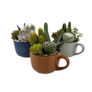 Cactus Arrangement in Mug 10cm