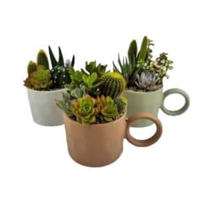 Cactus Arrangement in Porcelain Mug 10cm