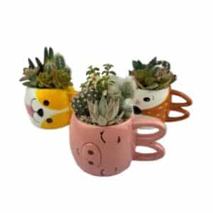 Cactus Arrangement in Animal Mug D10cm