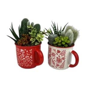 Cactus Arrangement in Christmas Mug 9.5cm
