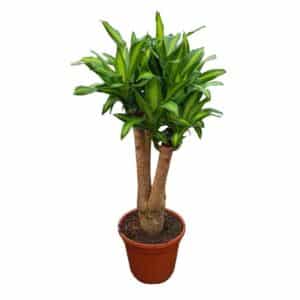 Dracaena Massangeana Ramificata in Pot 35cm H90cm