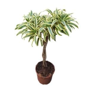 Pleomele Song of India Braided Trunk in Pot 21cm