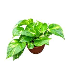Pothos Aurea in Bowl 15cm