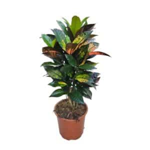 Croton Iceton Ramificata in Pot 19cm