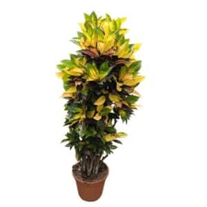 Croton Iceton in Pot 30cm