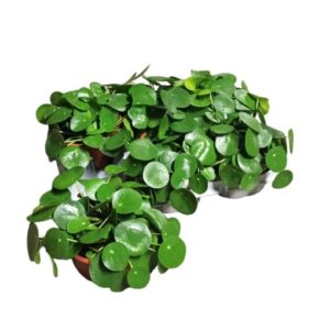 Pilea Peperomioides in Bowl 15cm