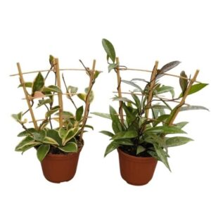 Hoya Mix on Trellis in Pot 14cm