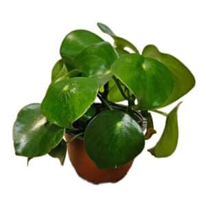 Peperomia Raindrop in Bowl 15cm