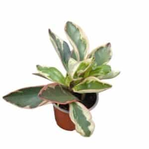 Peperomia Ginny in Pot 10cm
