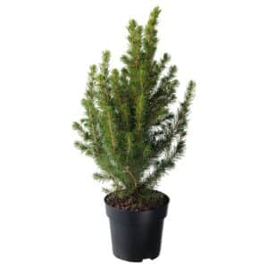 Abies Picea Glauca in Pot 13cm