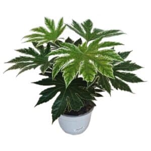 Fatsia Japonica 'Spiders Web' in Bowl 18cm