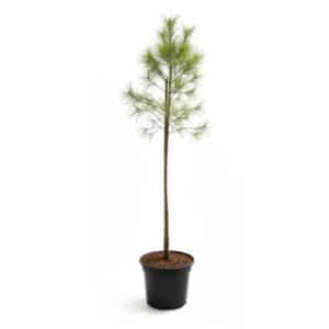 Pinus Halepensis in pot 28cm