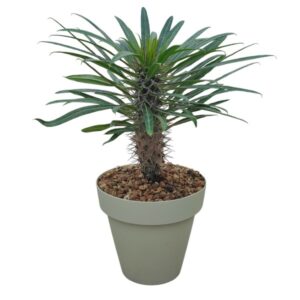 Pachypodium Lamerei in Pot 16cm