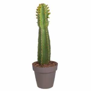 Euphorbia Ingens H40-60 in Pot 25cm