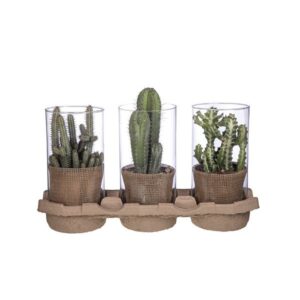 Cactus Mix in Glass Pot 15cm H30cm